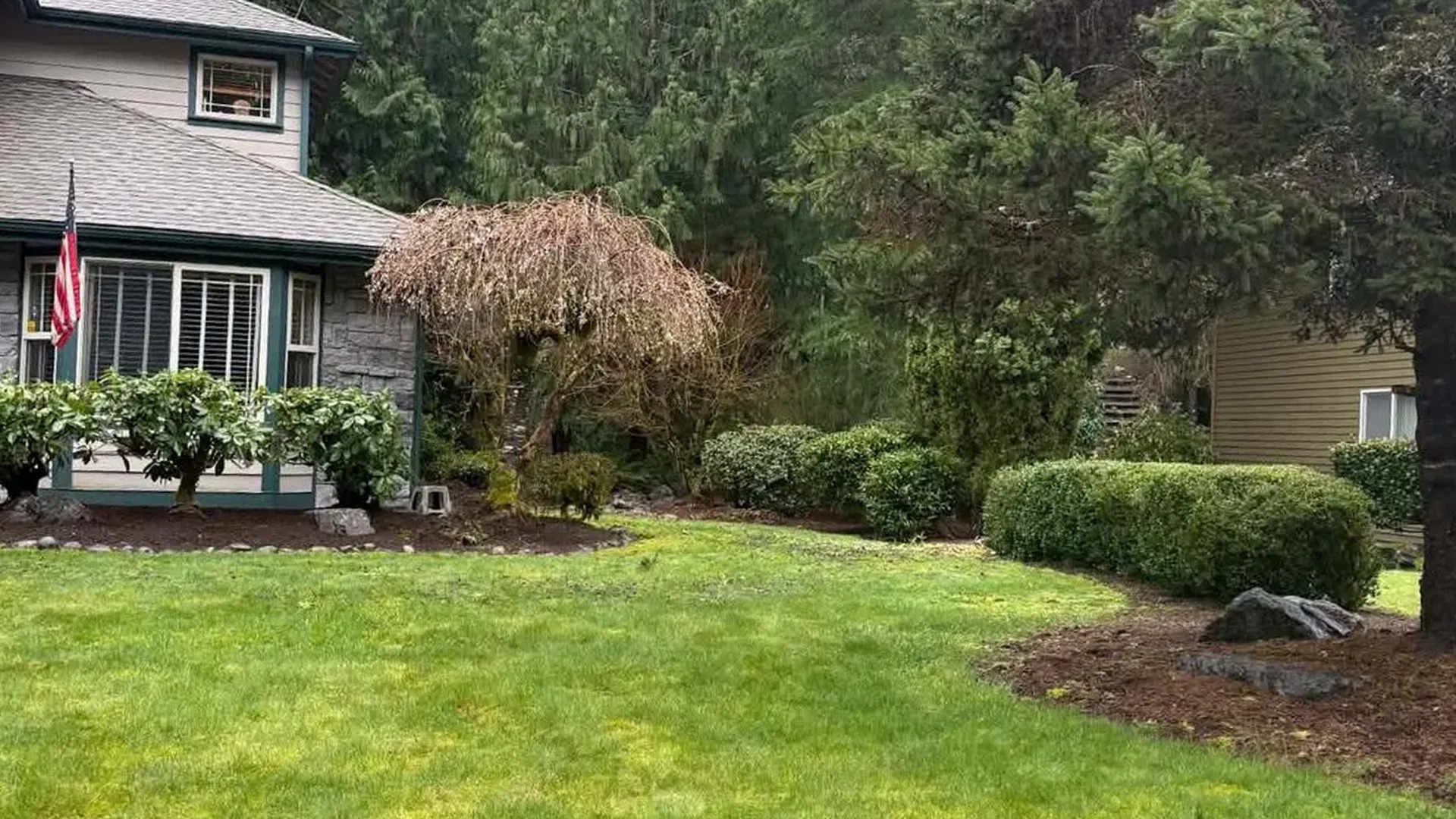 Well-kept residential lawn with mature trees and landscaping in the South Sound