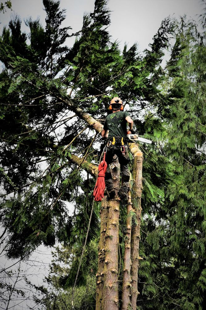 Certified arborist climbing a tall evergreen with ropes and a chainsaw